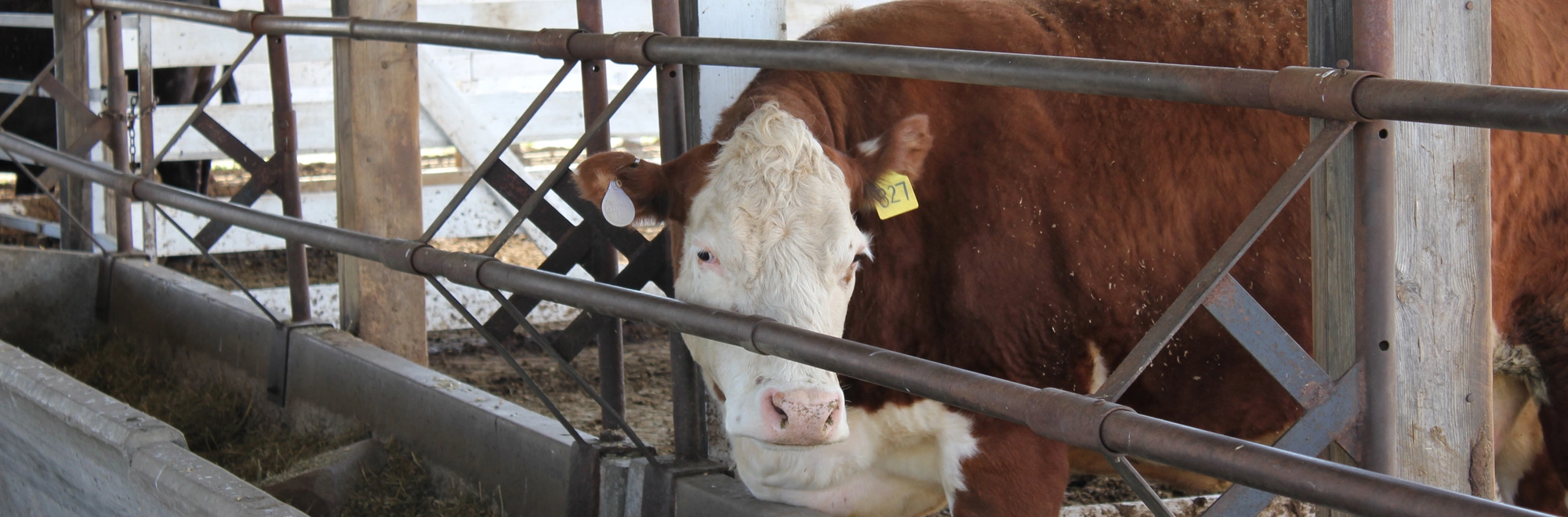 Livestock Sales -Livestock Sales 1